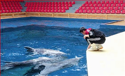 饲养员于海涛正在给海豚喂食